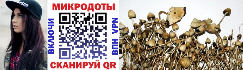 Галлюциногенные грибы Psilocybe  Бодайбо 